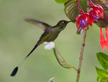 34-1-Booted-Racket-Tail.jpg