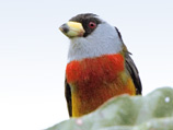 34-13-Toucan-Barbet.jpg