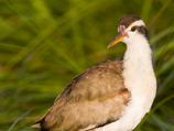 34-3-Jacana-immature.jpg