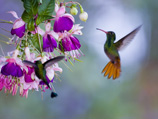 34-4-hummingbird.jpg