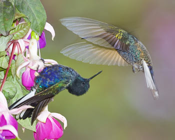 34-5-Angel-Wing-Hummer.jpg