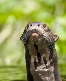 34-9-Otter.jpg