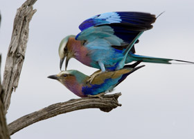 36-10-Lilac-breasted-Roller.jpg
