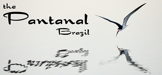 57_PantanalHeader.jpg