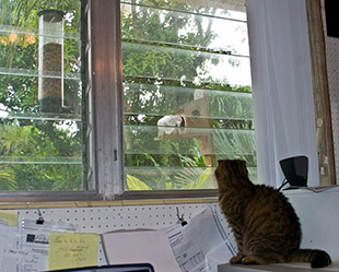 60_Cat-at-window.jpg