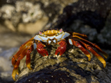 61_02-Sally-Lightfoot-Crab.jpg