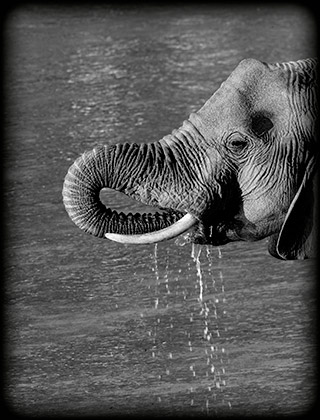 63_Elephant.jpg