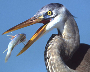 65_Bird-Catching-Fish.jpg