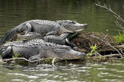 Alligators.jpg