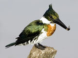 Amazon-Kingfisher.jpg