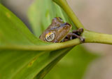 Frog-1.jpg