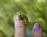 Frog-4.jpg