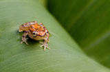 Frog-5.jpg