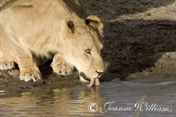 Lion-Drinking.jpg