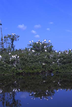 Mangrove-Island.jpg