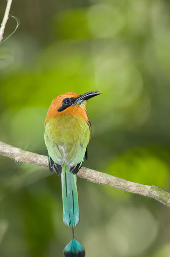 Panama-Bird-2.jpg