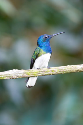 Panama-Hummingbird.jpg