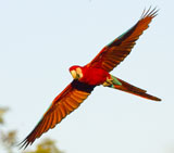 Red-Green-Macaw.jpg