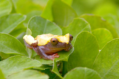 Small-Frog.jpg