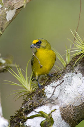 Yellow-Bird-w-tree.jpg